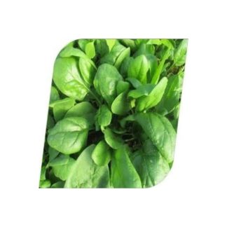 Špinat SV1714VC hibridno sjeme 1 pak ima 100 000 sjemenki