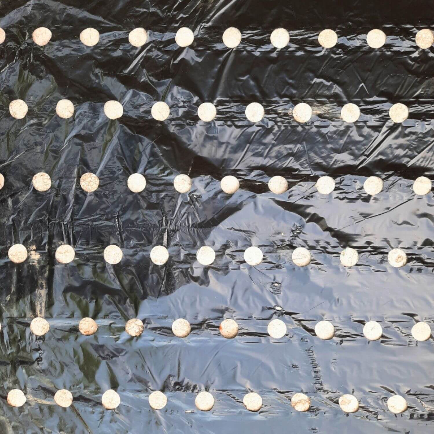 Folija mulch za luk 120 cm, 30 mic 10x15 - Image 3