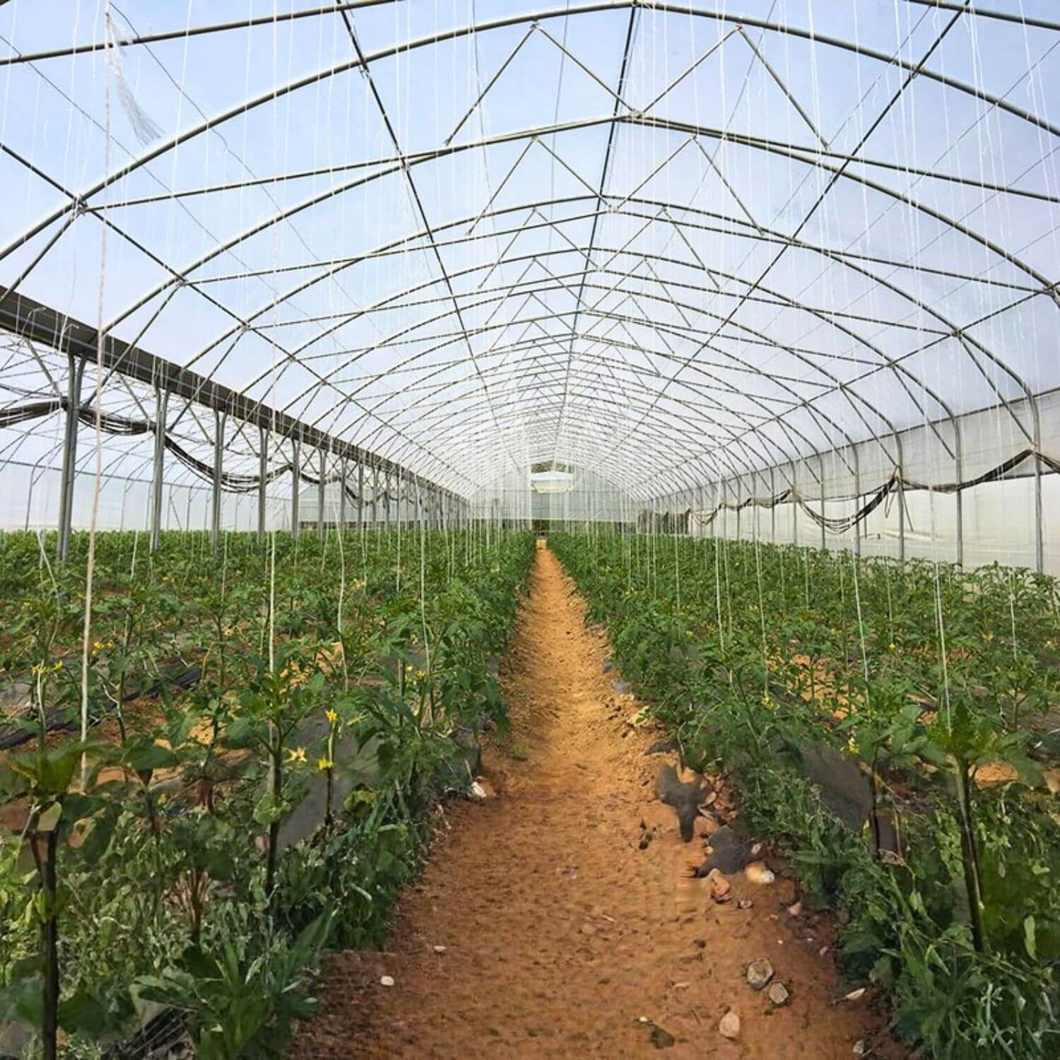 Plastenik sa automatskim otvaranjem krova i bokova ITC P100 - Image 5