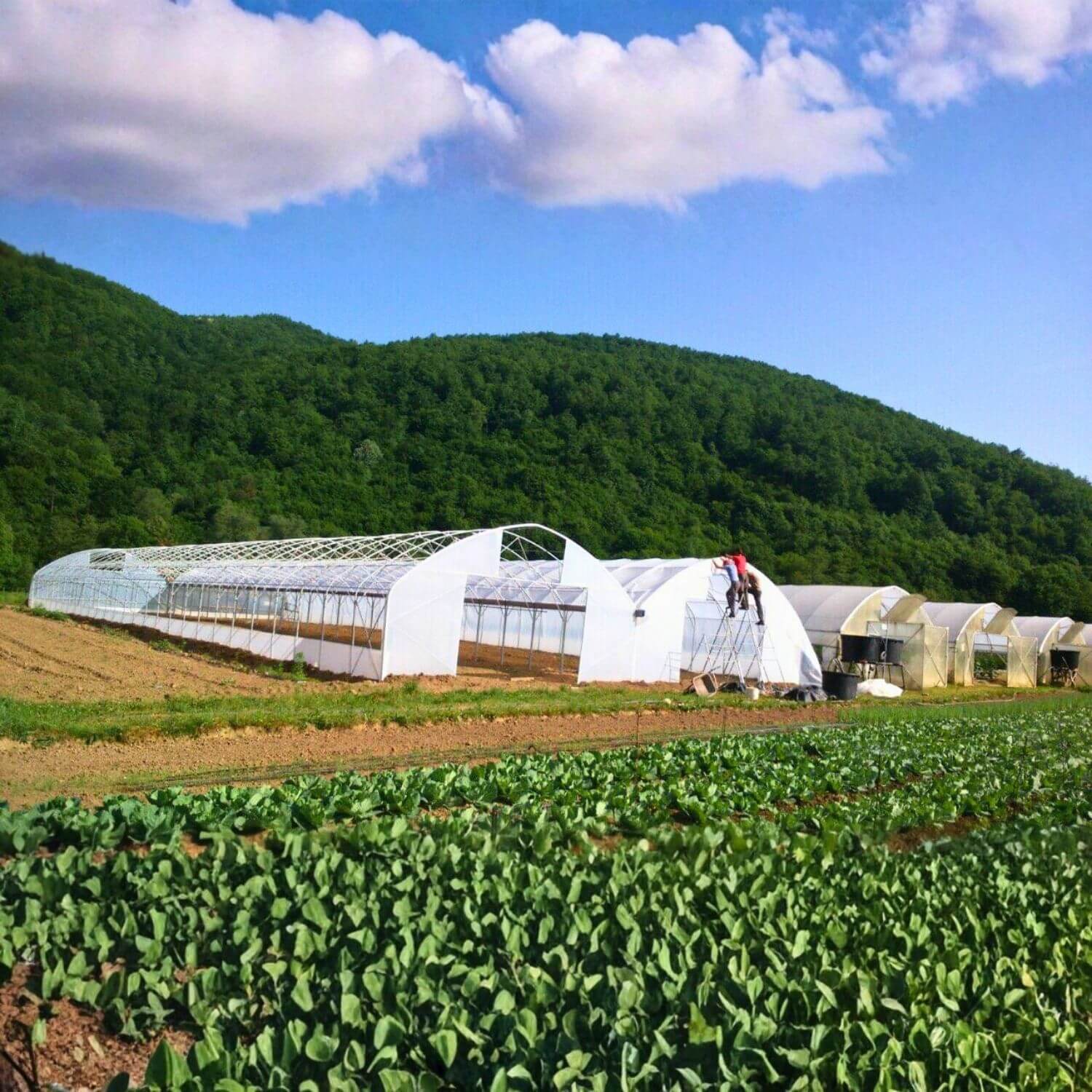 Plastenik sa automatskim otvaranjem krova i bokova ITC P100 - Image 3