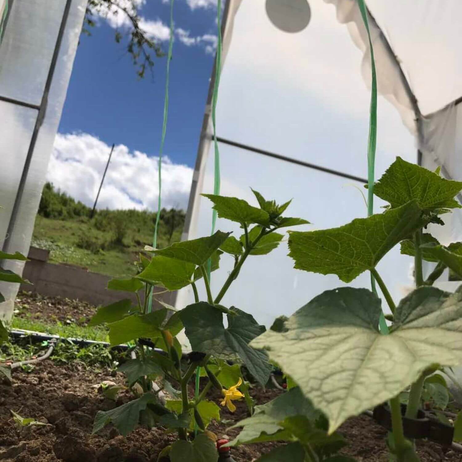 Plastenik PROFI ITC P55 - Image 5