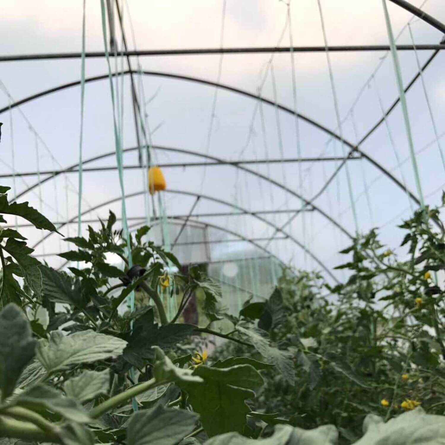 Plastenik PROFI ITC P55 - Image 4