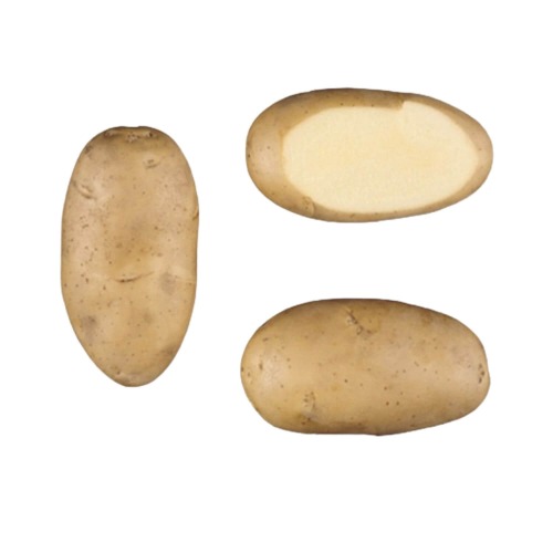 Krompir sjemenski Liseta 55/65 25 kg HZPC