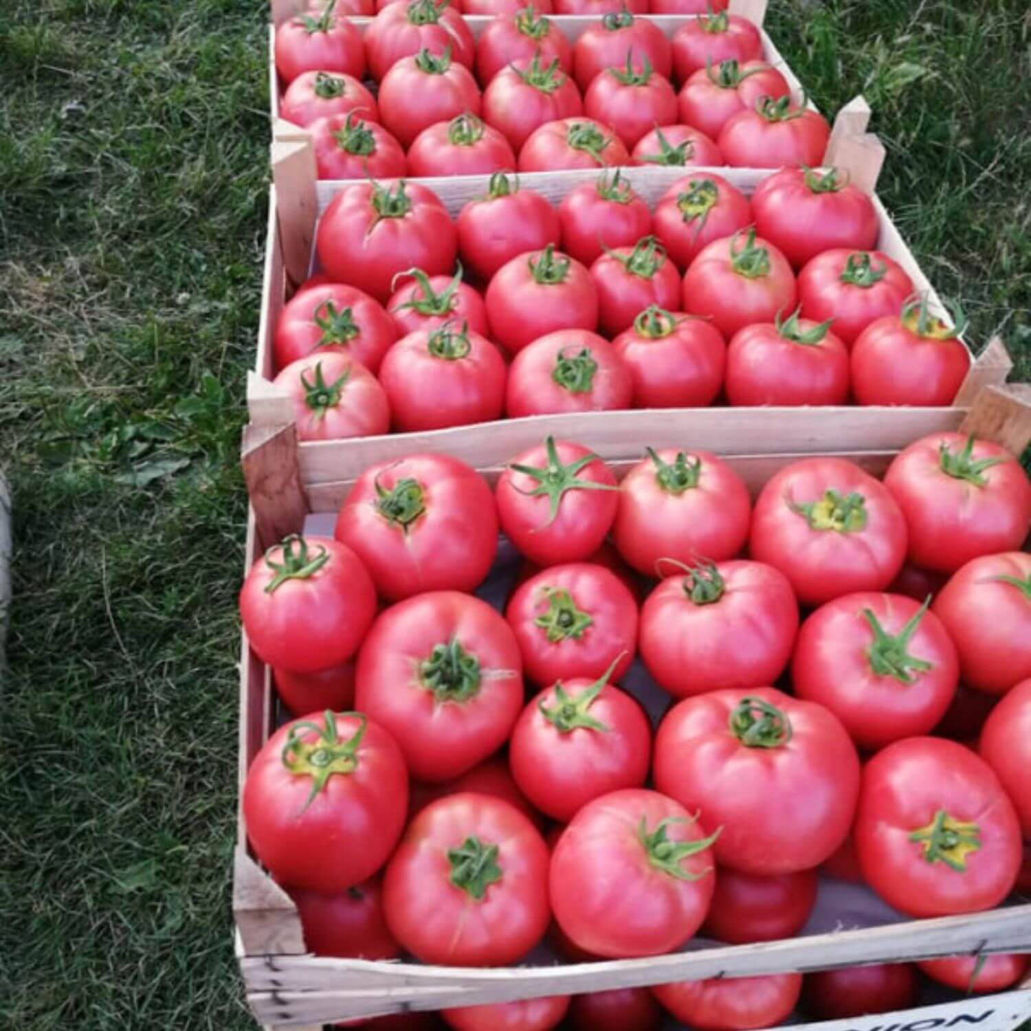 Paradajz Pink Gusto 500 sj - Image 2