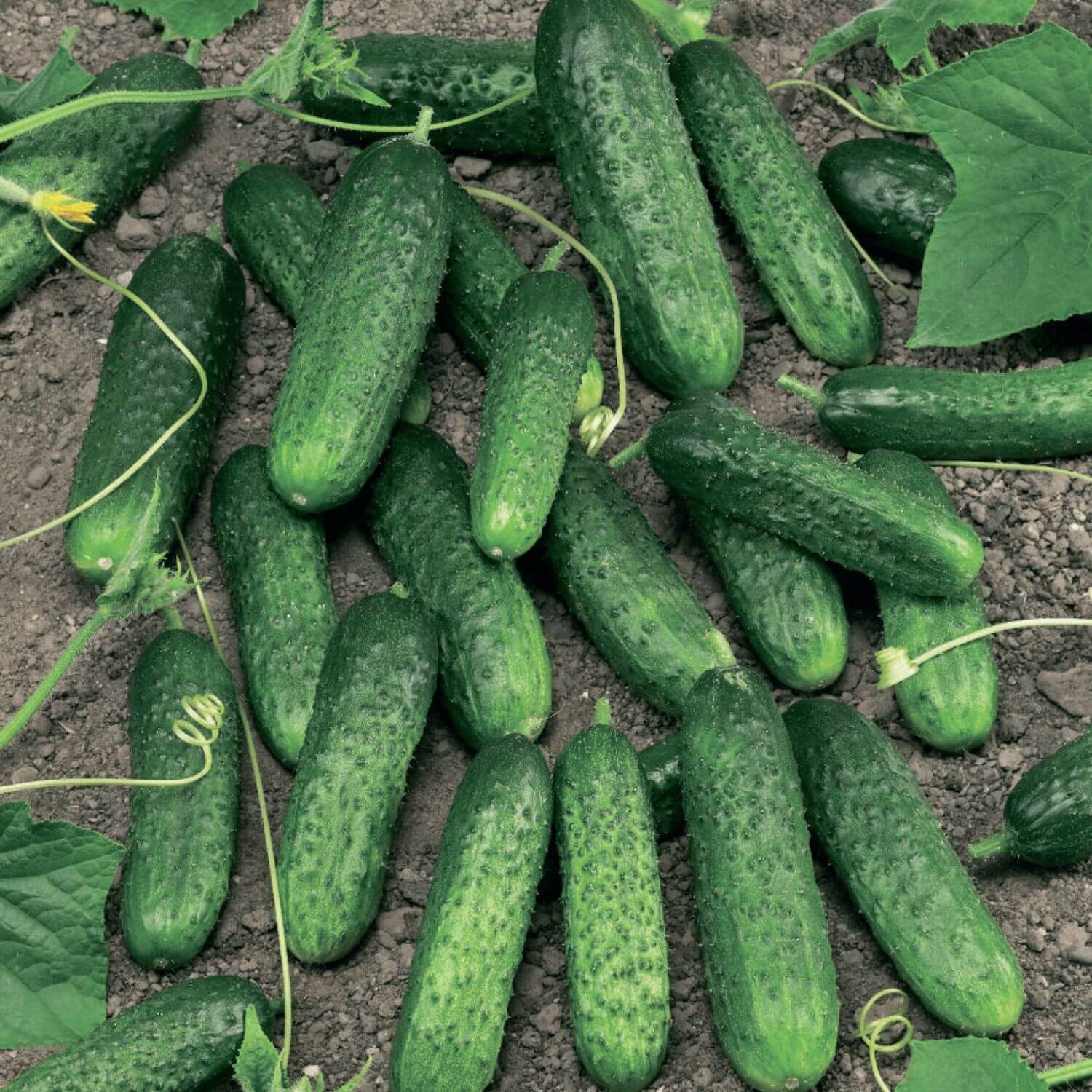 Sjemnska kesica krastavac Ajax F1 - Image 2